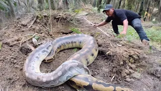 PENANGKAPAN ULAR MONSTER BUNTET PENGHUNI LUBANG MISTERI | ULAR | MANDA PETUALANG 