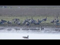 Kurzschnabelgans Sehlendorfer See 17.11.19
