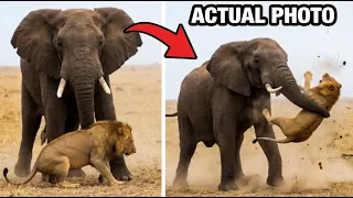 Wildest Animal Attacks Caught On Camera