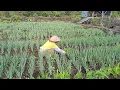 BERSIHKAN TANAMAN DAUN BAWANG DARI RUMPUT LIAR