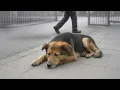Download Lagu For 10 Years He Was Their Guardian… But No One Cared When His Body Gave Out