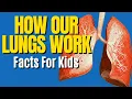 Respiratory System For Kids How Do Lungs Work Human Body for Kids
