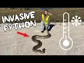 Catching Invasive Burmese Pythons IN 40 DEGREE WEATHER