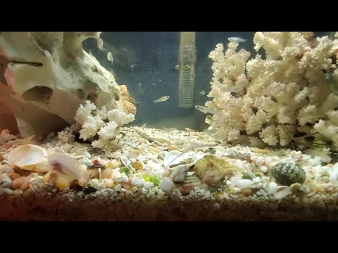 Opossum pipefish carrying eggs. Both male and female pipefish carrying eggs.
