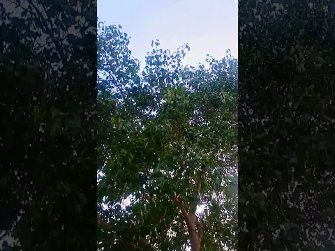 Khet khaliya #status #motivation #villagelife #travel #nature #vlog