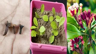 growing clove tree at home is very very easy how to grow clove tree from cloves