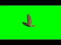 Animasi Green Screen Burung Gagak Terbaru | geern screen video effect♏