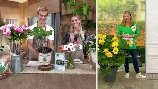 robertas 1 piece itoh hybrid peony live plant on qvc