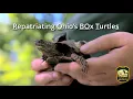 Repatriating Ohio s Box Turtles