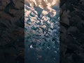Download Lagu Why Do These Fish Migrate in Thousands?