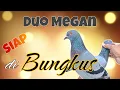 Lagu 2 BETINA Merpati Tinggian Warna MEGAN Harga UPNORMAL #jaydiy #merpati