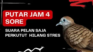 Download PUTAR JAM 4 SORE: Mengurangi dan menghilangkan stres Perkutut. MP3