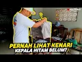 Lagu REVIEW KENARI KEPALA HITAM‼️MELENGKUNG BIGSIZE WARNA CAKEP RASMI IRAN