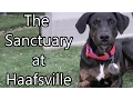 The Sanctuary at Haafsville Dogs Month 3