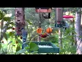 🔴LIVE - Cozy Day Birds in the Garden - Rose-Breasted Grosbeaks are back!