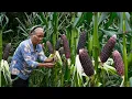 Download Lagu 煮了會掉色的玉米你见過嗎？原來全身都是寶Corn that loses color when cooked is used to make traditional delicacies |玉林阿婆