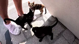 Коты пустыни