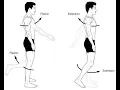 anatomical movement and flexion exceptions