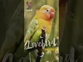 Download Lagu Suara Burung Lakbet