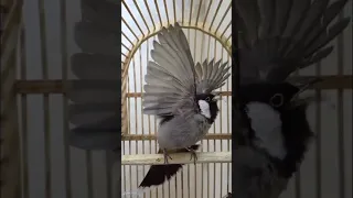 طك جناح بلبل اليف لاتنسون الاشتراك بلقناه 