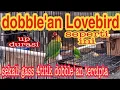 Download Lagu DOBELAN Lovebird. Bikin durasi makin MELAR