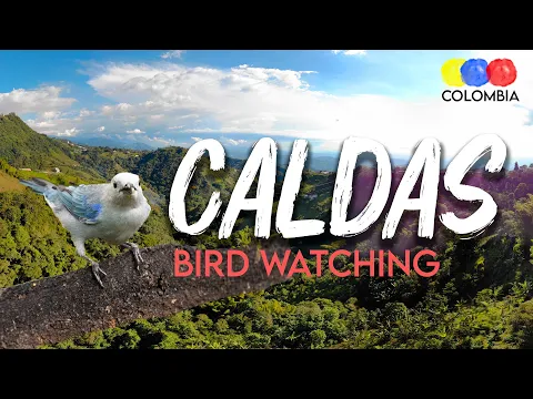 Birding in Caldas | Coffee Belt Biodiversity