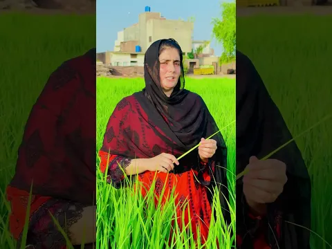 دھان کی شاندار پیداوار کے لئے دوسرے سپرے کا صیح وقت (میرا پرومو کوڈ  AZRA5 استعمال کرنا نا بولیں