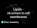 Lipids - Structure in cell membranes Chemical processes MCAT Khan Academy