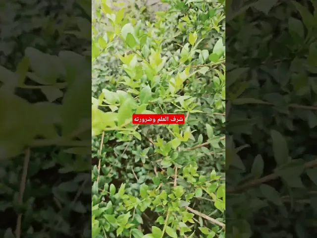 ⁣هل يقبل منك إذا اخبرته؟ #درس  #الكتب #السيد_رياض_الفاضلي