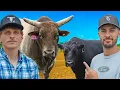 We Brought A PBR Bull AND Our MINI Bull To A Small Town Rodeo