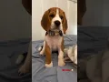 Beagle Cute Puppy Transformation 60 days to 2 years