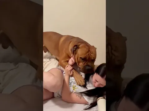 Cheeky Boerboel tries to act Normal