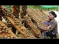 Download Lagu Harvesting Snails to Sell at the Market - Cooking Delicious Steamed Snails with Lemon Lemongrass.