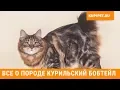 Download Lagu КУРИЛЬСКИЙ БОБТЕЙЛ ВСЕ О ПОРОДЕ. ИНТЕРЕСНЫЕ ФАКТЫ
