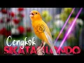 Download Lagu AUTO MAHAL - MASTERAN KENARI ISIAN SIKATAN LONDO