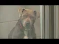 Fort Worth Animal Care and Control is at-capacity and needs adoptions