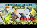 Download Lagu Suara pikat Sogon Kemade Sirtu Prenjak Palmer | MP3 ampuh burung kecil ribut