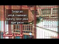 Download Lagu Terapi air untuk masteran burung opior jawa agar gacor