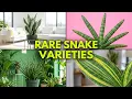 The 5 Best Snake Plants That No One Is Growing Yet Easy and Rare Varieties