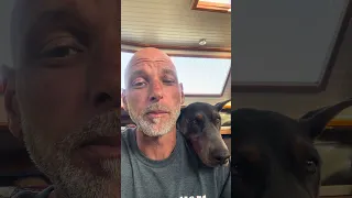 #fyp #dream #vlog #doberman #pets