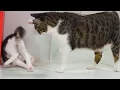 Lagu How Does the Big Cat Teach the Rescued Kitten?
