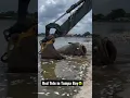 Download Lagu Red Tide kills 700lb Goliath Grouper😔