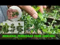 Download Lagu Memahami perbedaan daun sancang