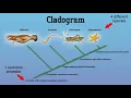 Constructing a Cladogram