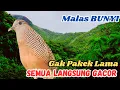 Download Lagu Suara Perkutut Lokal Gacor Alami Buat Burung Rajin Bunyi