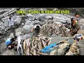 Download Lagu Duwali Fishing in Khadam, Himalayan River of Nepal! #Buduna Macha #Kabre #Paha #Crab Hunt Kerabari