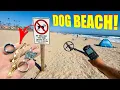 People Drop A LOT of Stuff Walking Their Dogs on This Beach