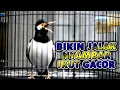 Lagu GAK MUNGKIN JALAK SUREN GAK GACOR MENDENGAR PANCINGAN JALAK INI KOAR KOAR  #jalaksuren
