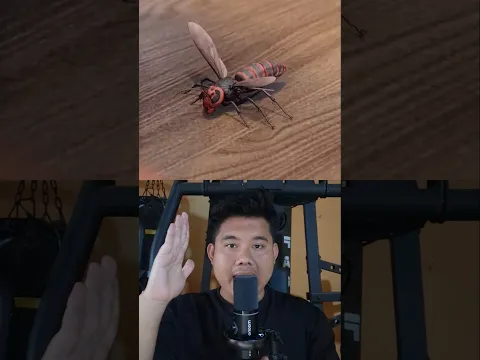 Lebah Ini Menjaga Tuannya 😱