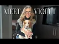Lagu New Member of the JLD Team: Meet Violet!